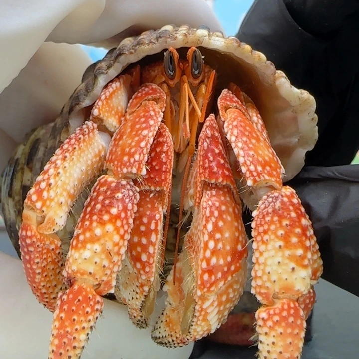A16红橘毛球2.5cm口径