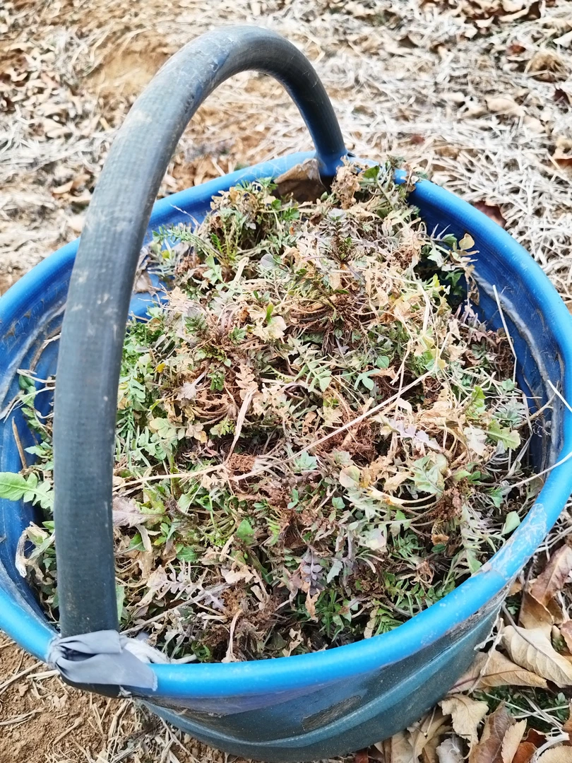 山东烟台栖霞现挖纯野生霜打荠菜好吃的荠菜