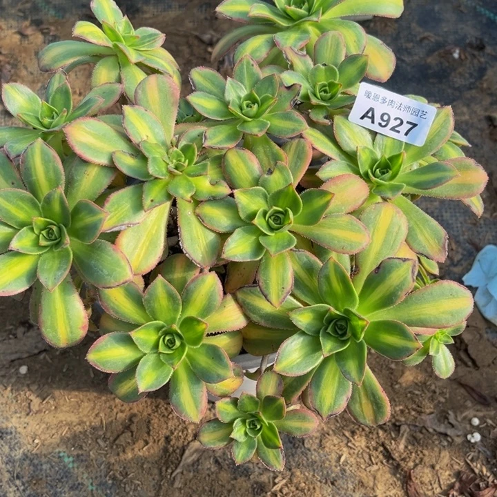 927星灿多肉法师不包断枝