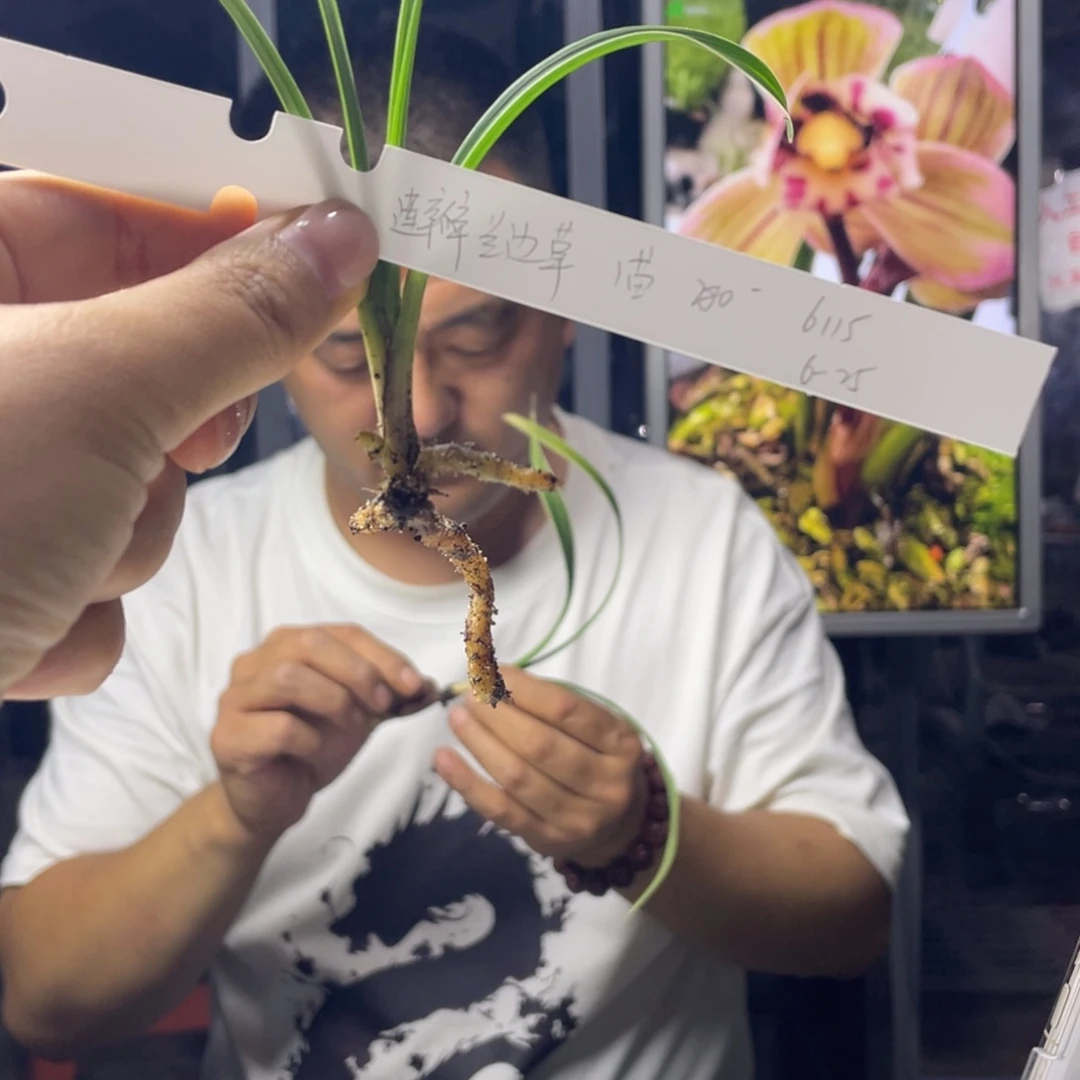 完全开放太*莲瓣兰边草荷瓣1苗寄养