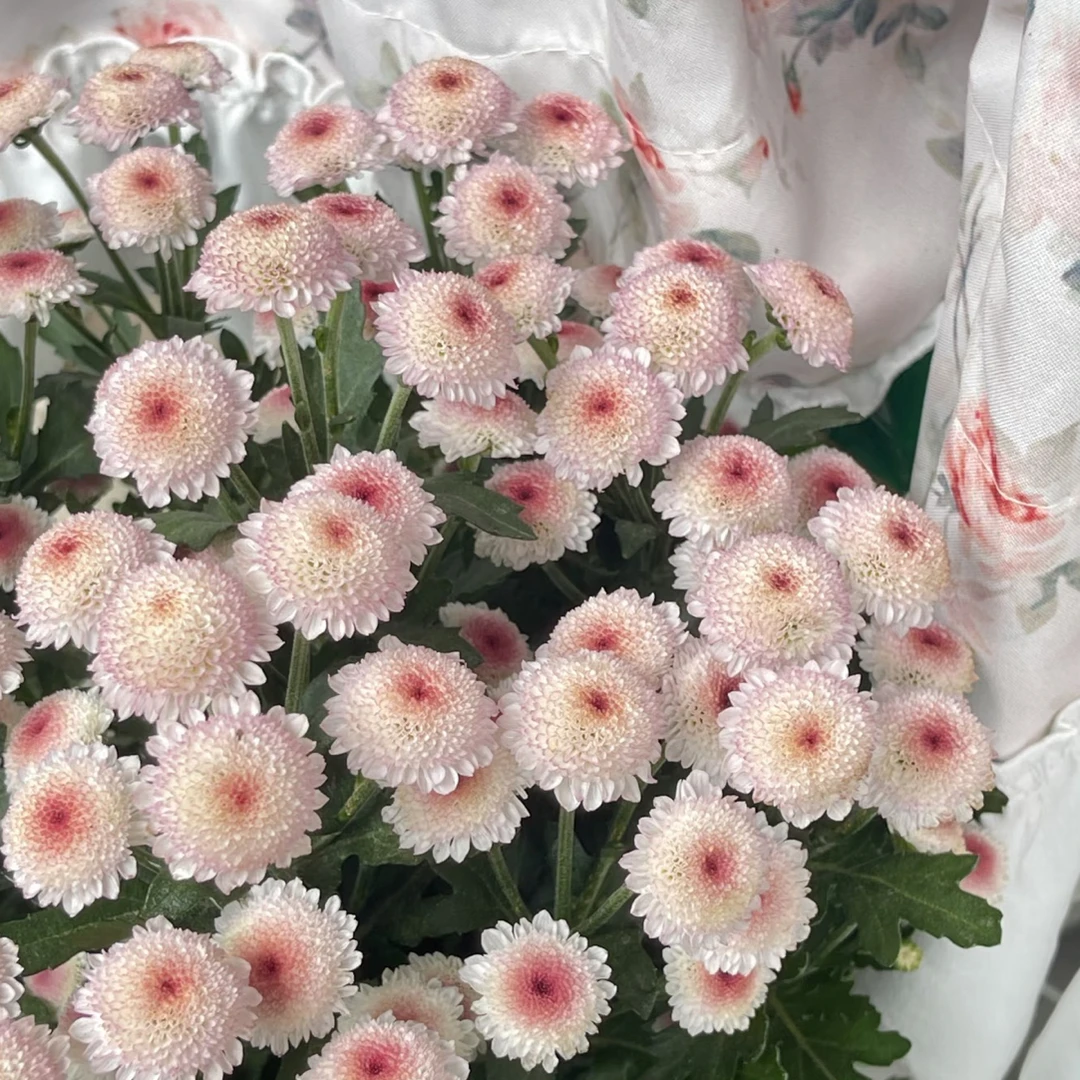 珠玉之卵菊盆栽花卉耐寒耐热多季开花适合阳台庭院种植