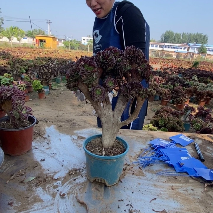元***子445欧紫欧紫欧紫欧紫欧紫