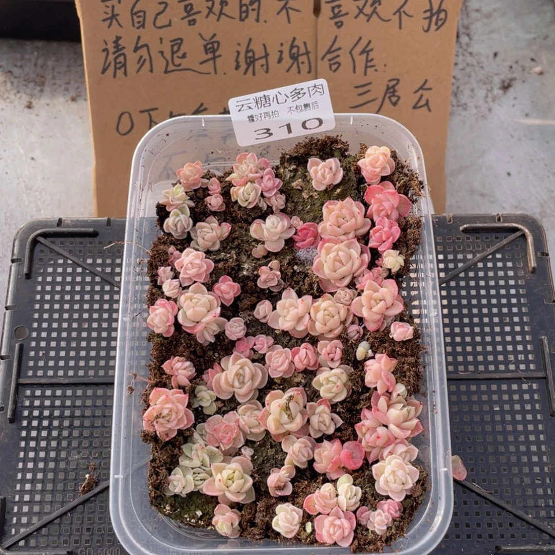云糖心多肉植物310