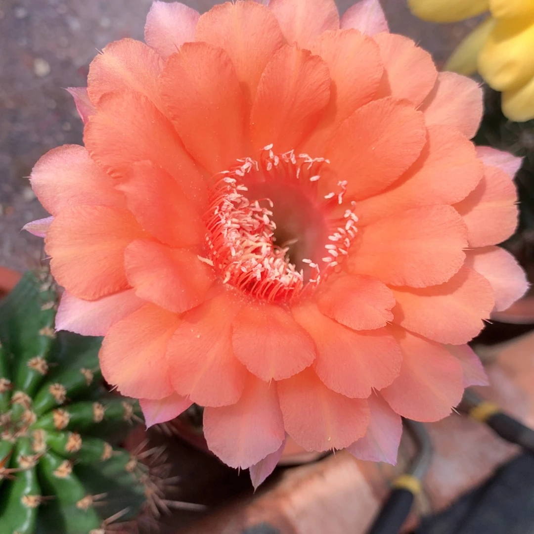 4592实生彩草15公分杯