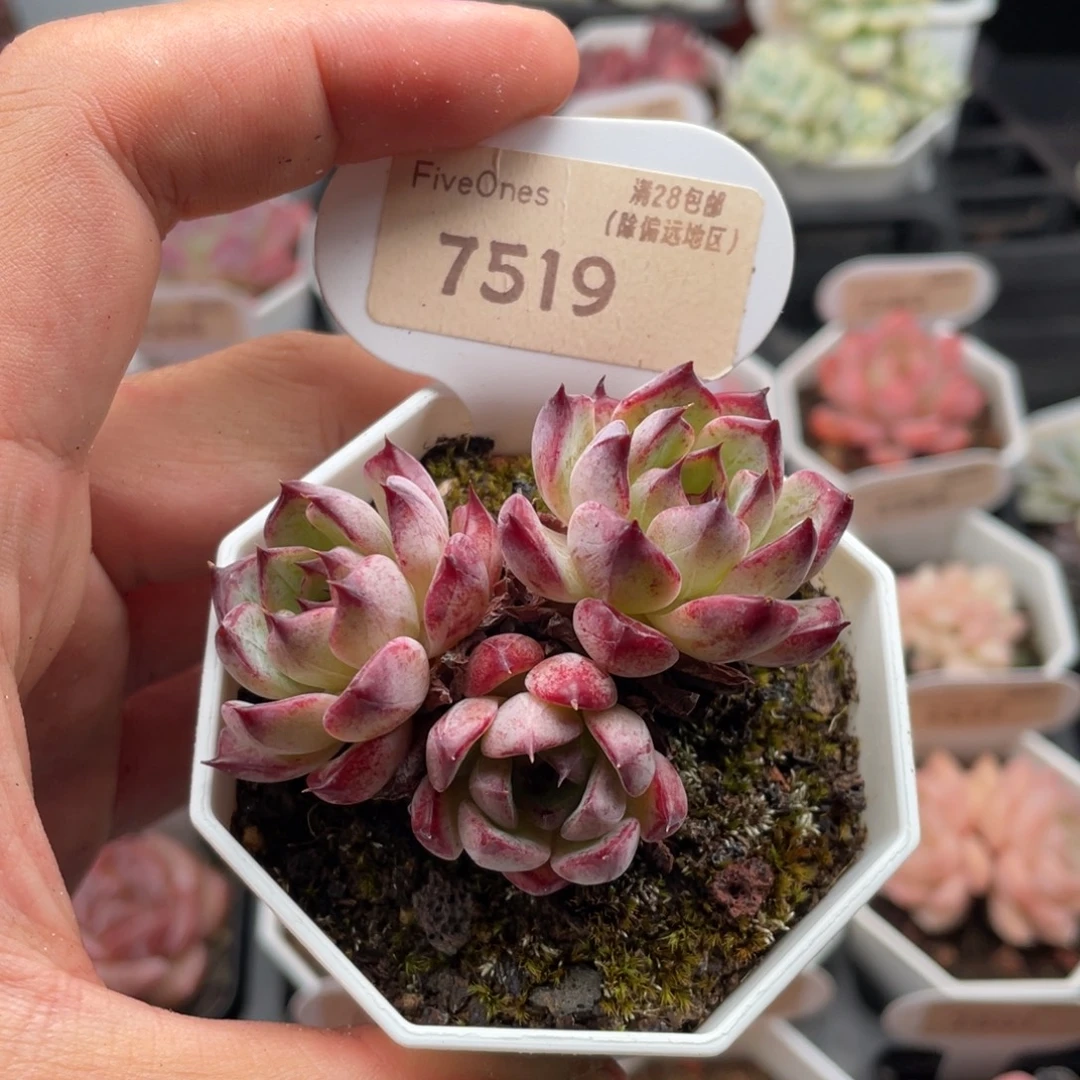 沙罗姬7519-6厘米