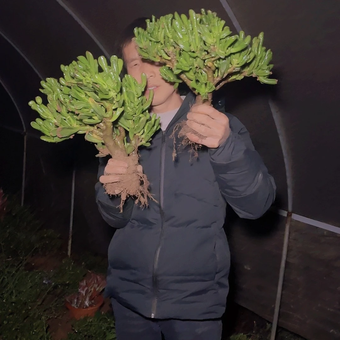 地栽吸米树多肉2颗