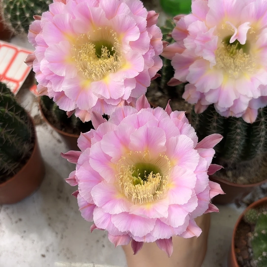 彩草紫霞仙子7公分左右