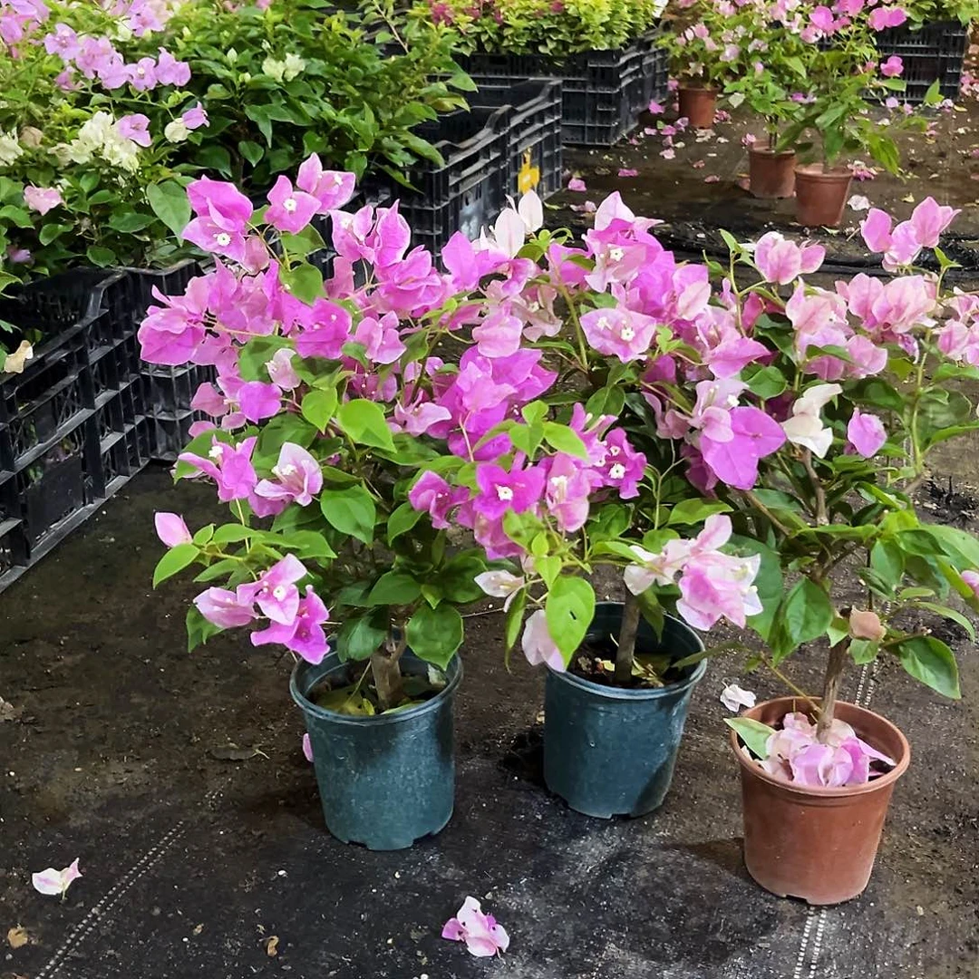大部分花苞少量开放张红英掌中宝一颗