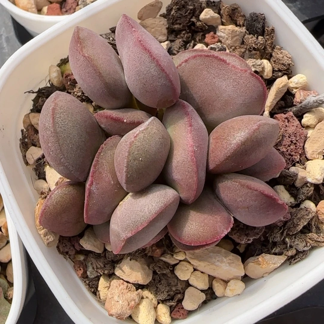 白肌红蛋多肉植物
