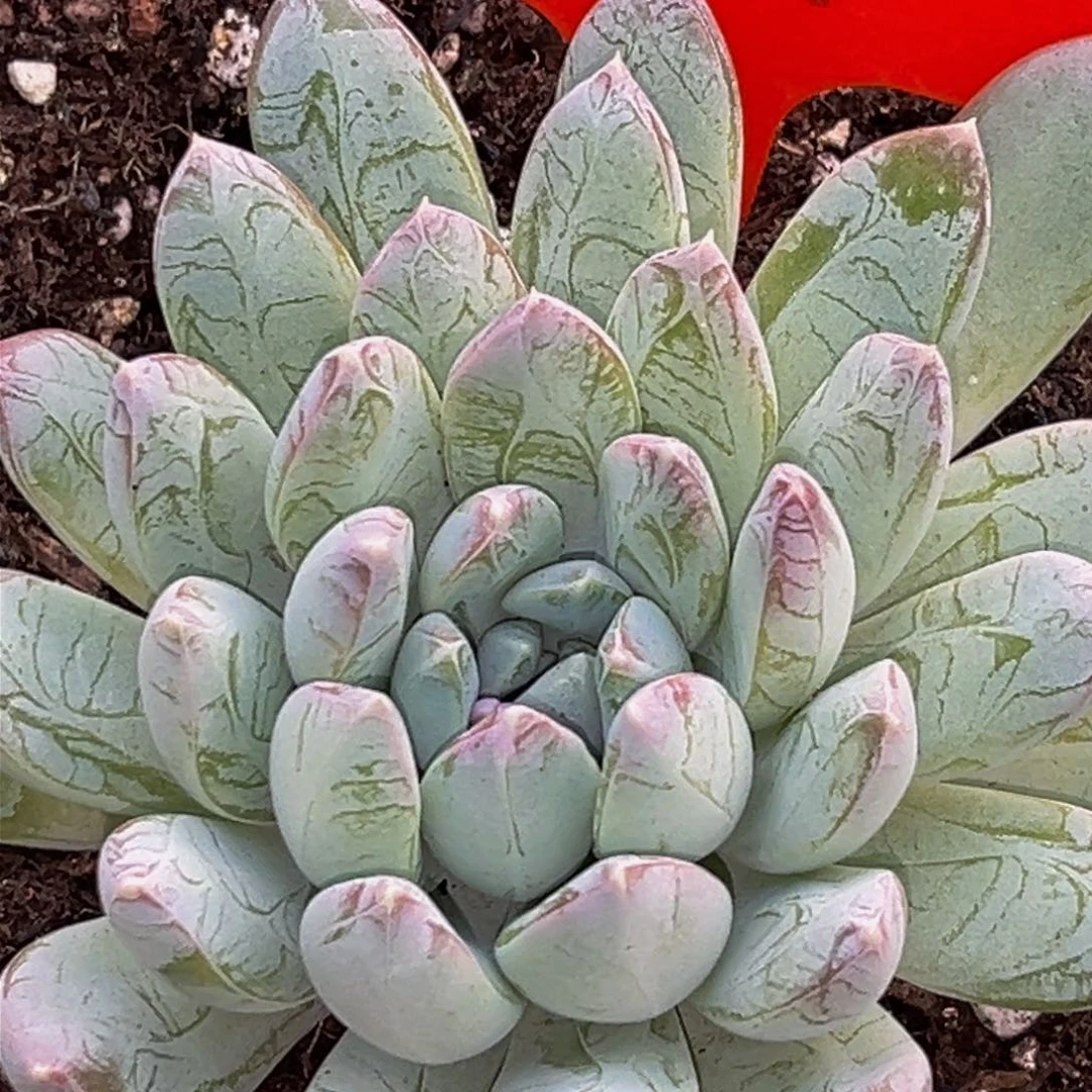 2439下午多肉植物群生