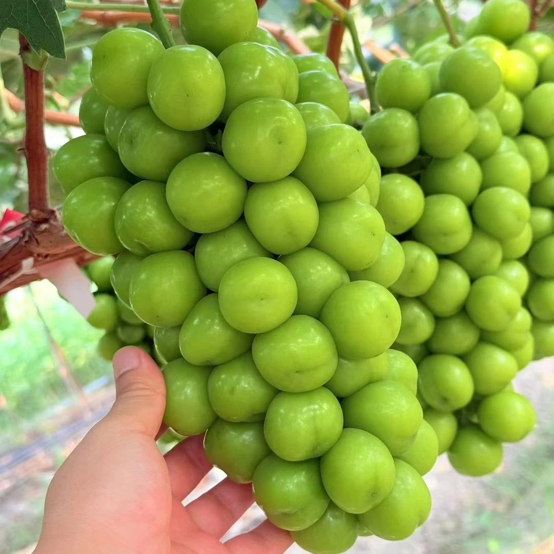 正宗阳光玫瑰葡萄新鲜应季脆甜无籽带玫瑰花香水果