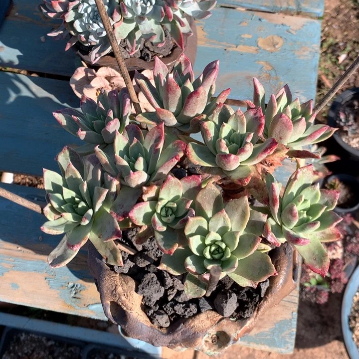 方**正法瑞杂，多肉植物