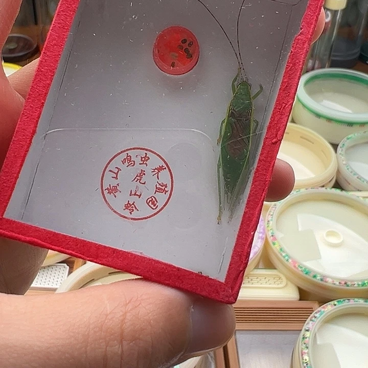 虎山人工金钟一只