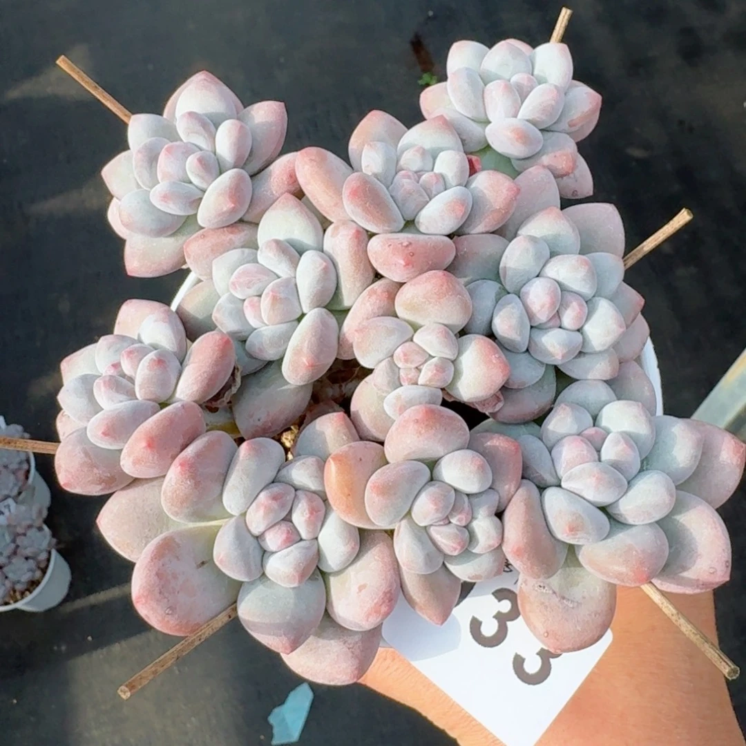 丸叶香水          摇身一变高富帅，一夜暴富动作快