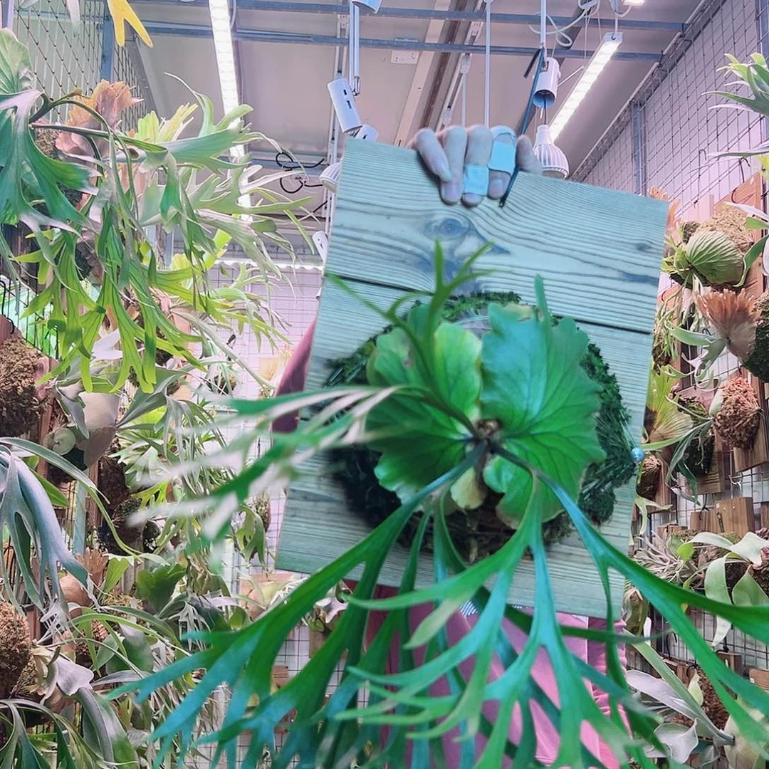 无花朵细叶亚皇a23。