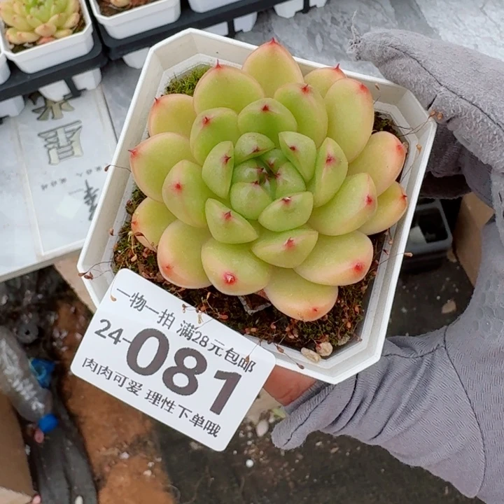 莱拉多肉多肉无盆土发货无盆土发货