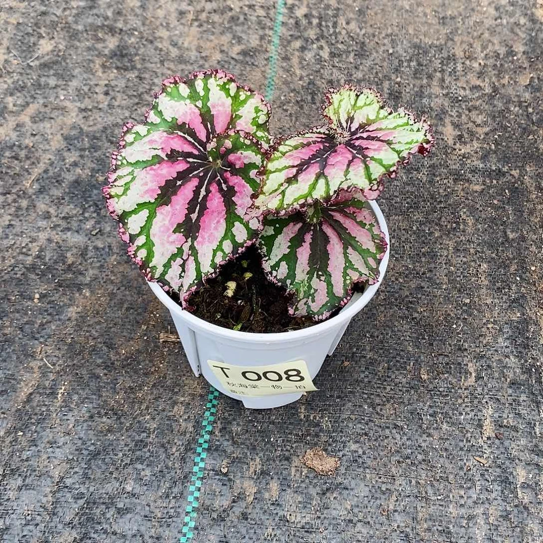 不开花植物便***偏秋海棠008