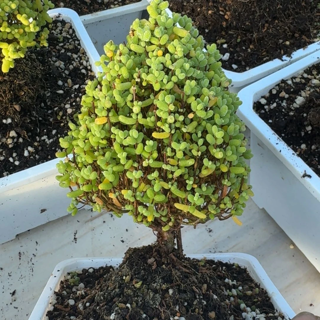 寳***哥圣诞树金橘带盆带土发