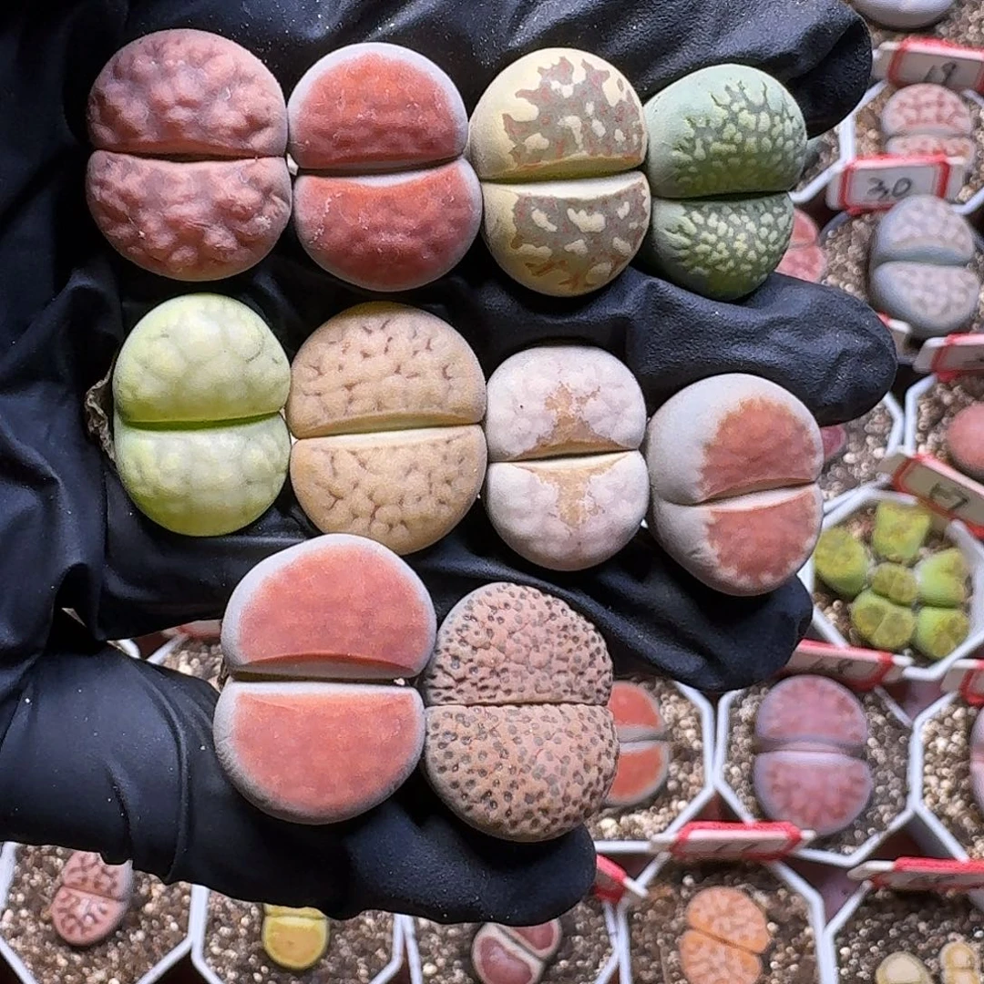 生石花23:：：：。  130