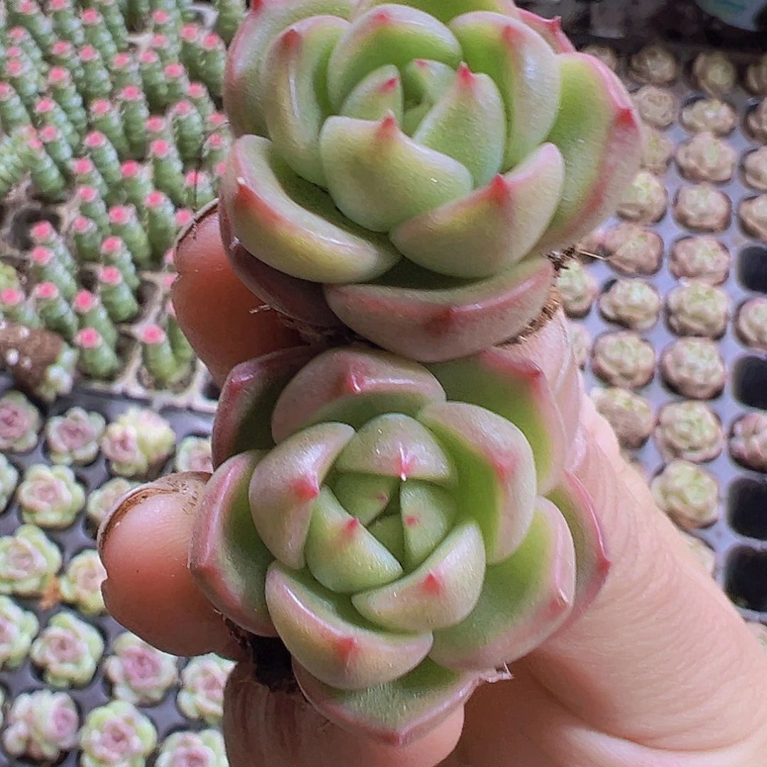 冰宝龙5个19包邮多肉植物