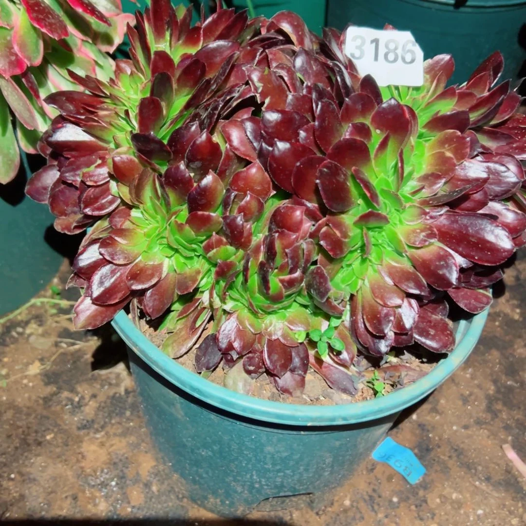 我3186 号多肉法师新年福利