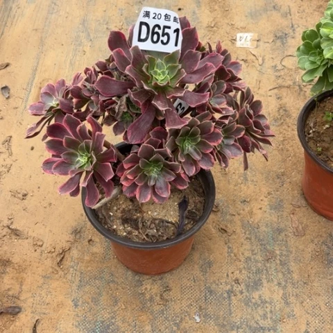 651金丝雀不包断枝