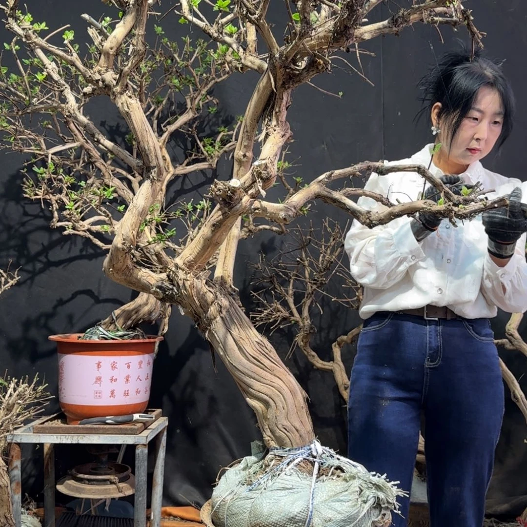 邓***留金银花金银花金花银花