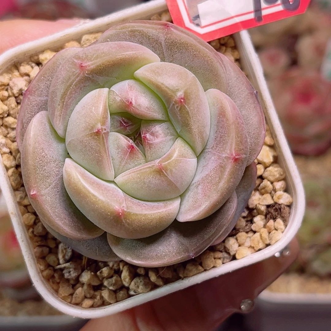 F726美瞳一物一拍