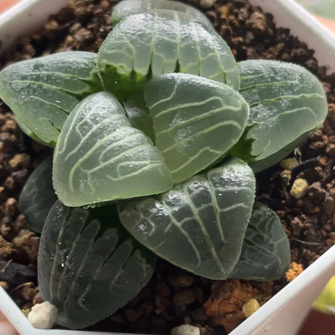 410粉色甜心发发发发发发