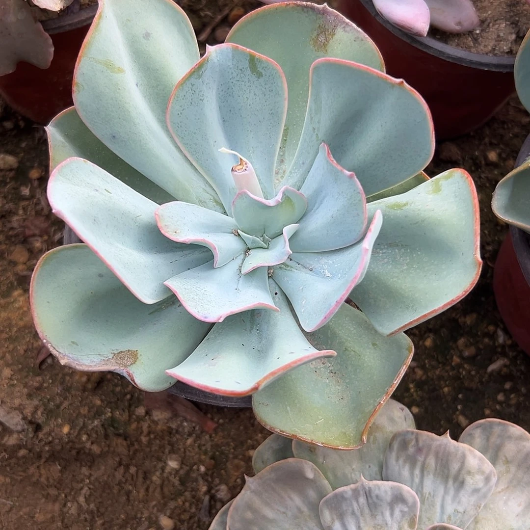 多肉植物布鲁克林蓝