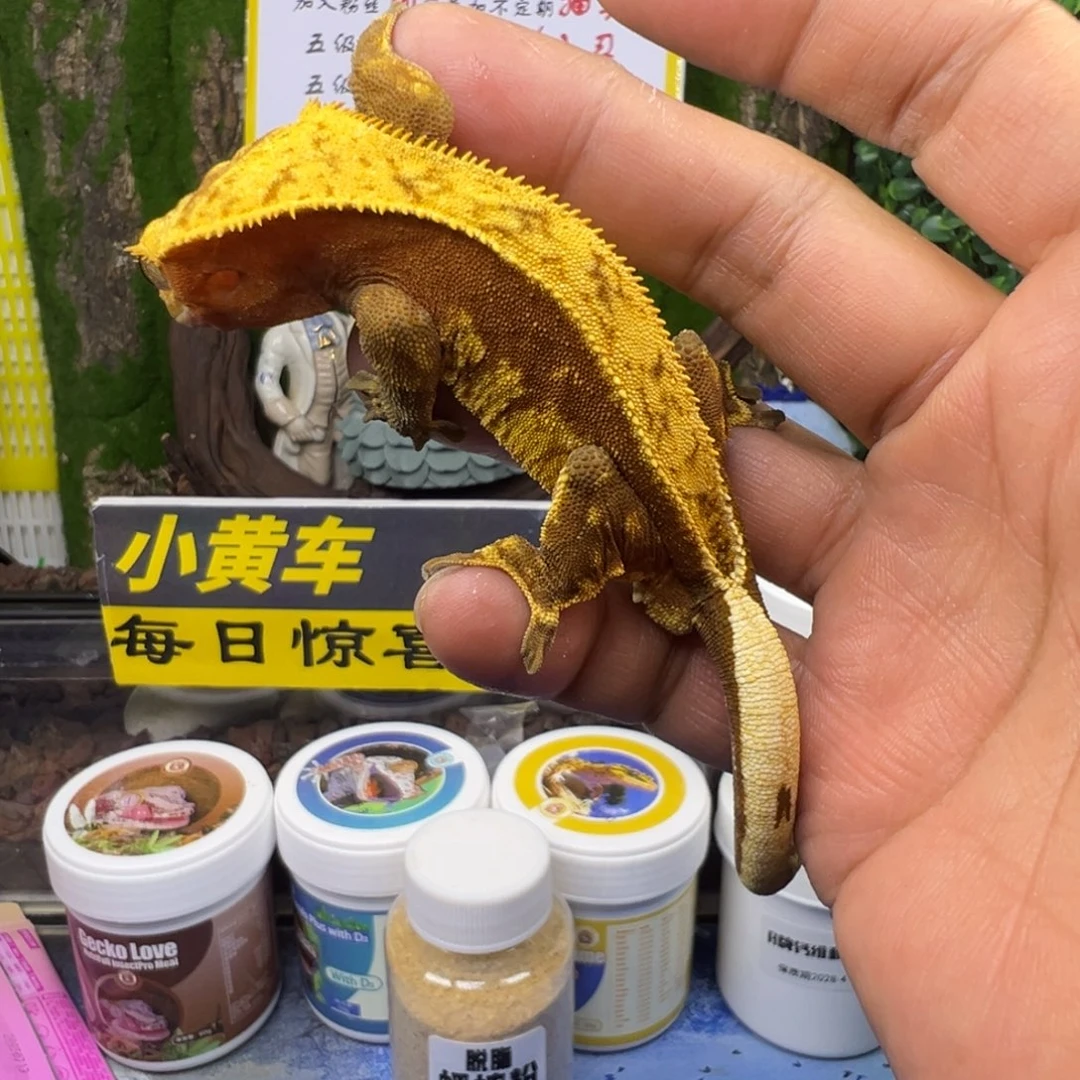 睫角守宫红底奶油成体