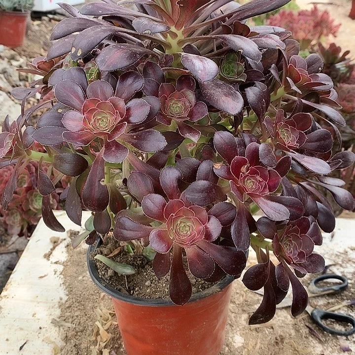 793晚霞多肉植物