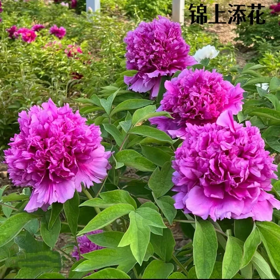 【锦上添花】菏泽洛阳正宗牡丹花苗紫色观赏重瓣大苗庭院盆栽带花苞
