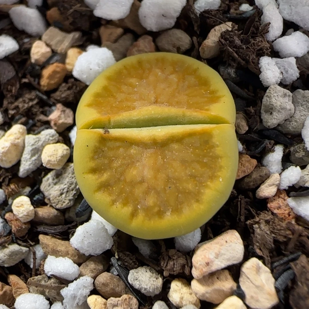 013 生石花大棚直播