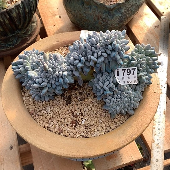 菩提子缀化797 亏本处理不退不换7-8天发