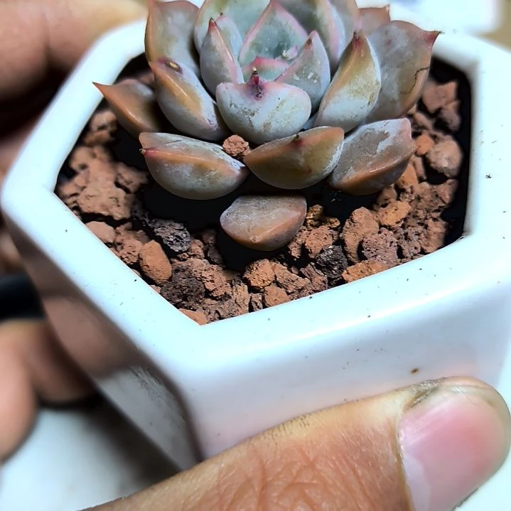 满6元包邮，露兴达绝绝子俩颗