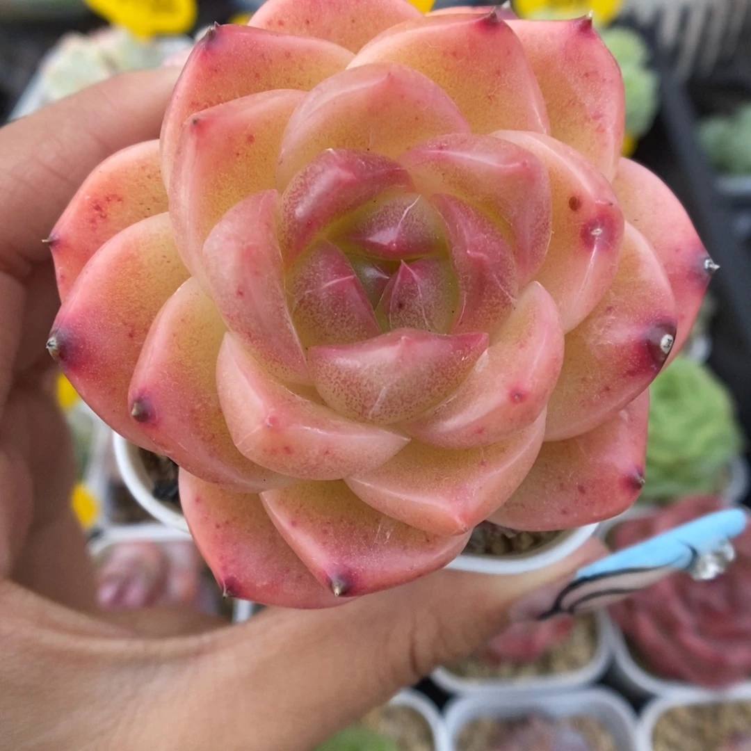 油透熊猫珍妮可拍239号