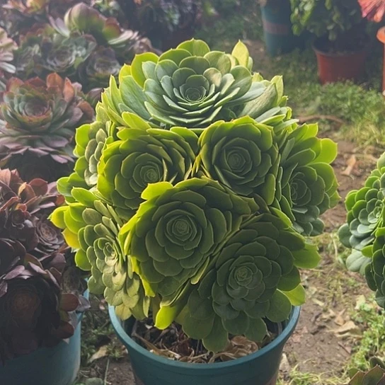 多肉植物一个绿玫瑰