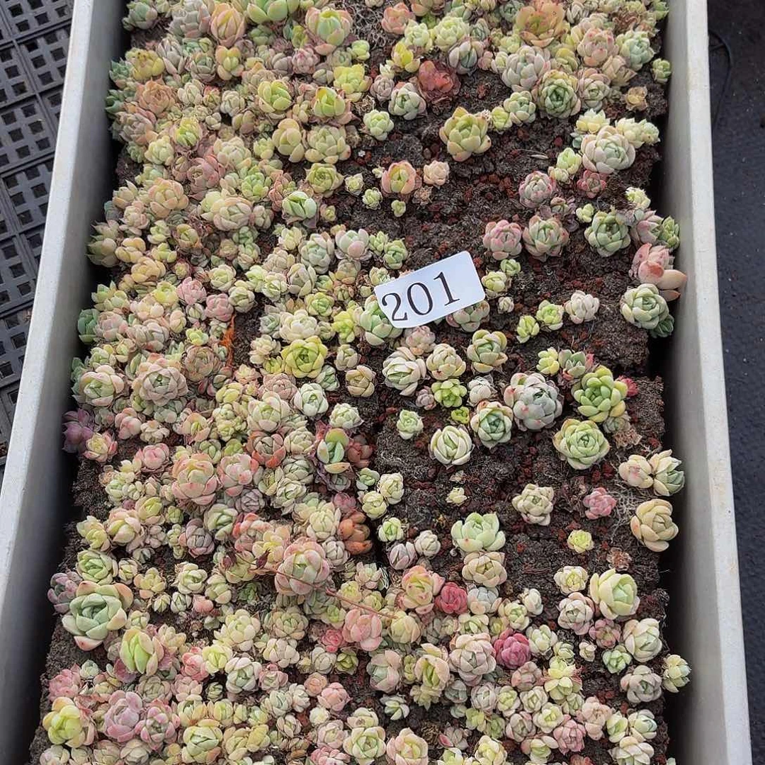 多肉植物多肉植物201