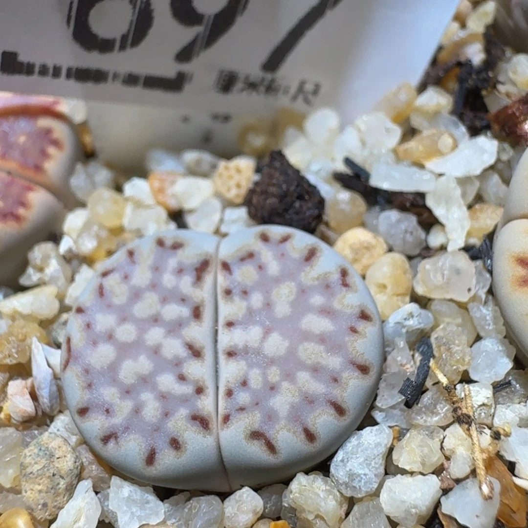 Ssss精品生石花697