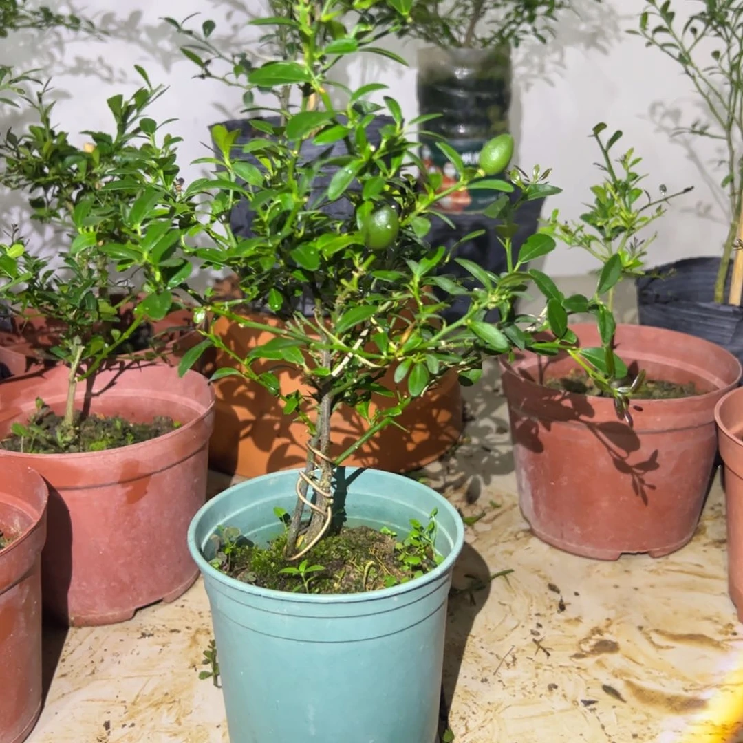 无花朵绿植盆栽植物花卉