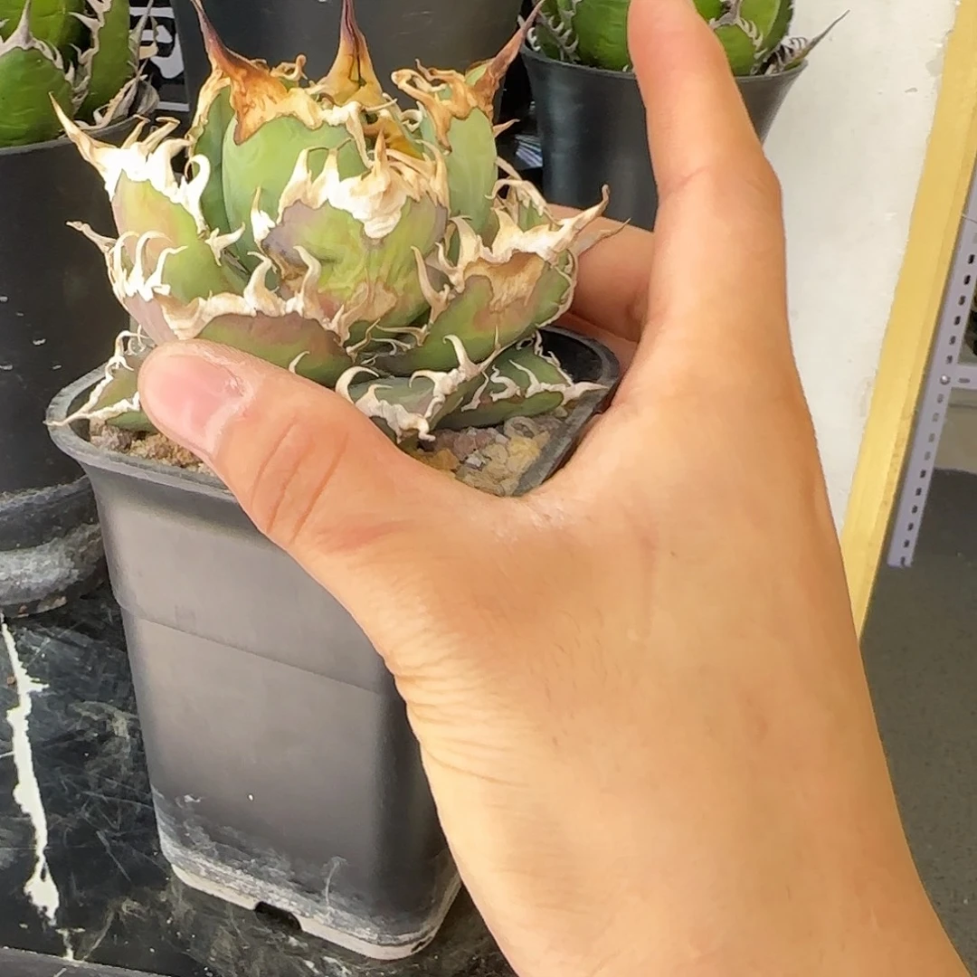 有伤凯撒1111111111