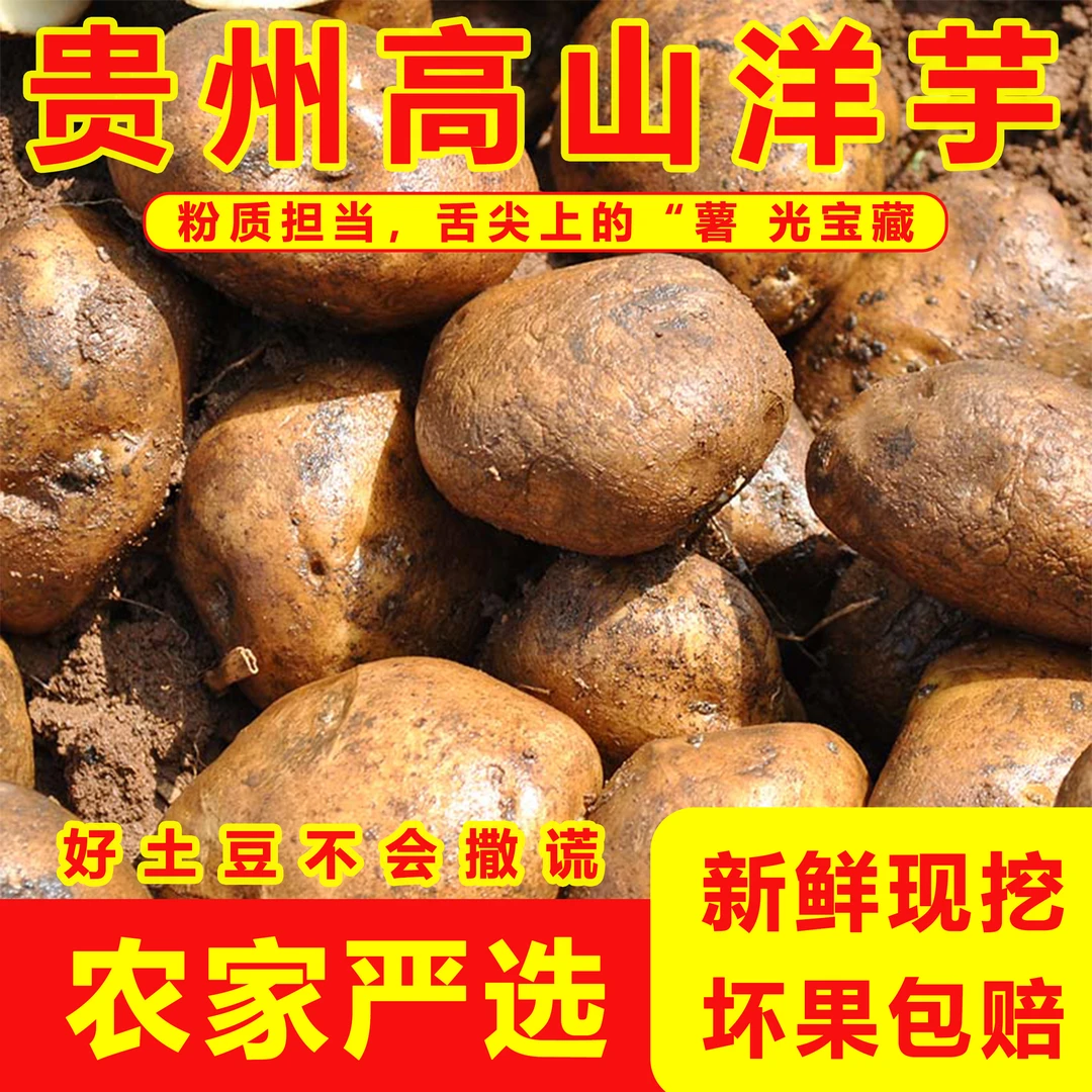 贵州威宁粉果洋芋蔬菜农家自种土豆粉糯口感沙地新鲜现挖高山洋芋