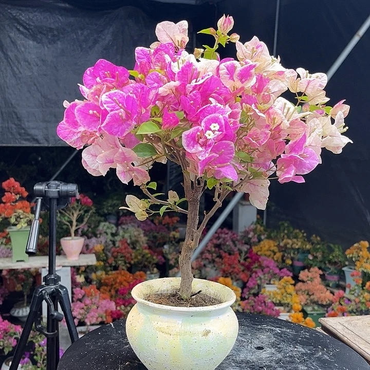 完全开放三角梅一物一拍