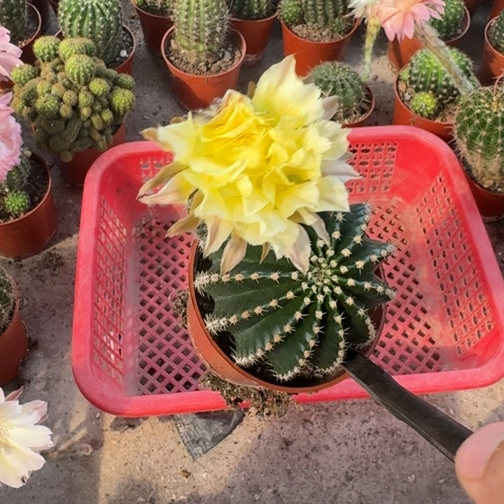 叶***子彩草哈哈哈哈哈哈哈