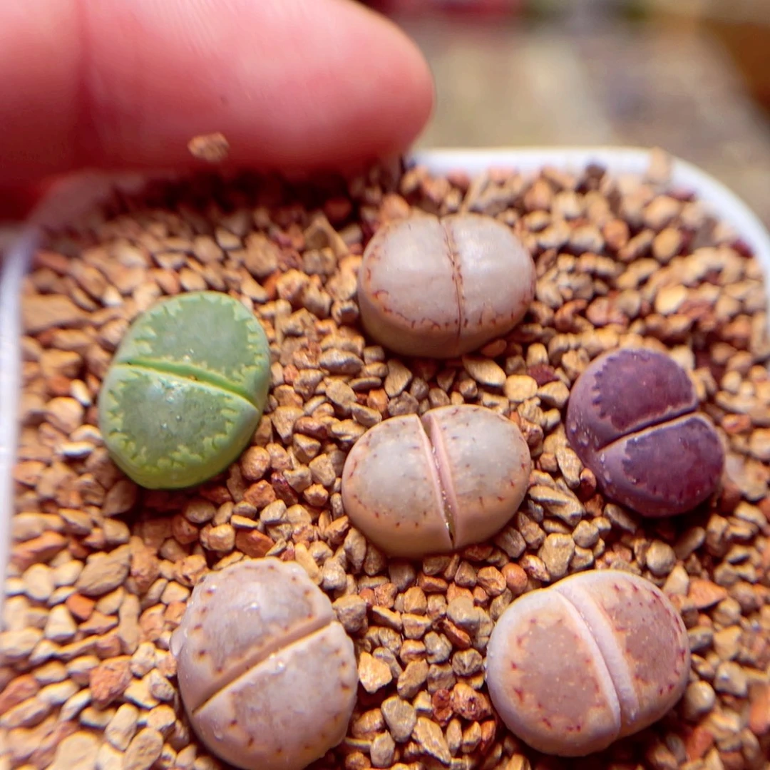 694号带盆盆包邮发货