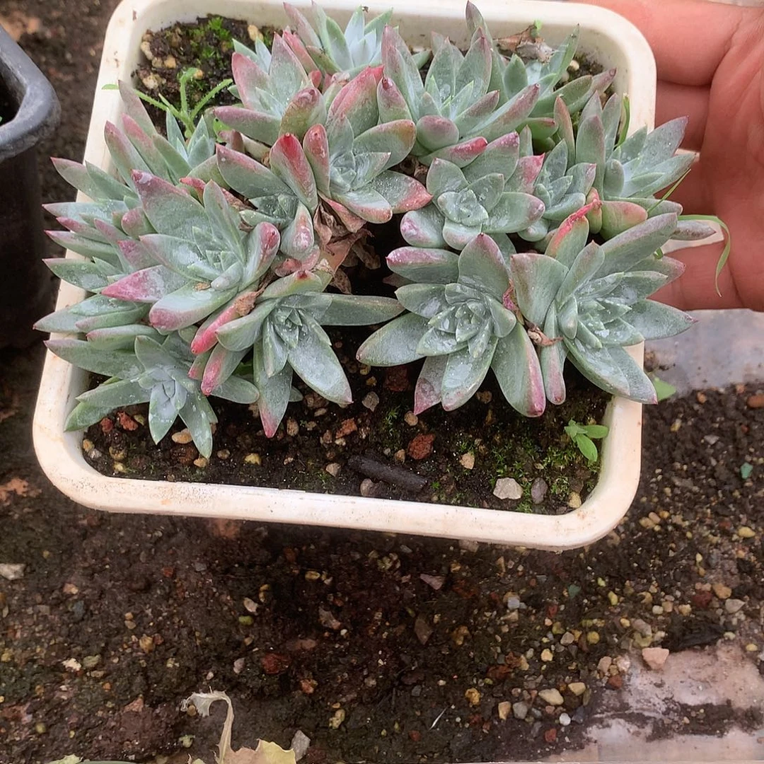 7340白雪仙女杯多肉