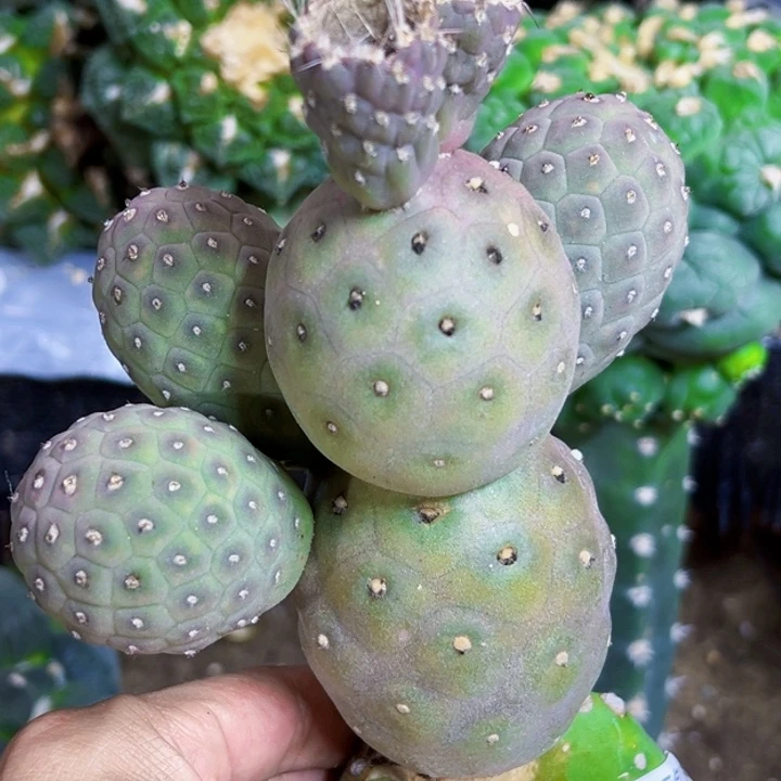 无花朵福利大型紫皮无刺习500