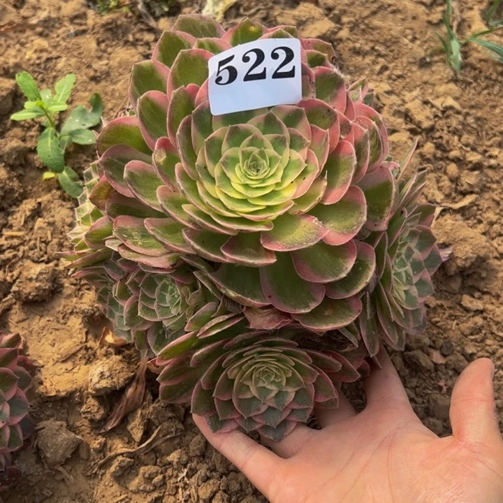 海王多肉植物522.