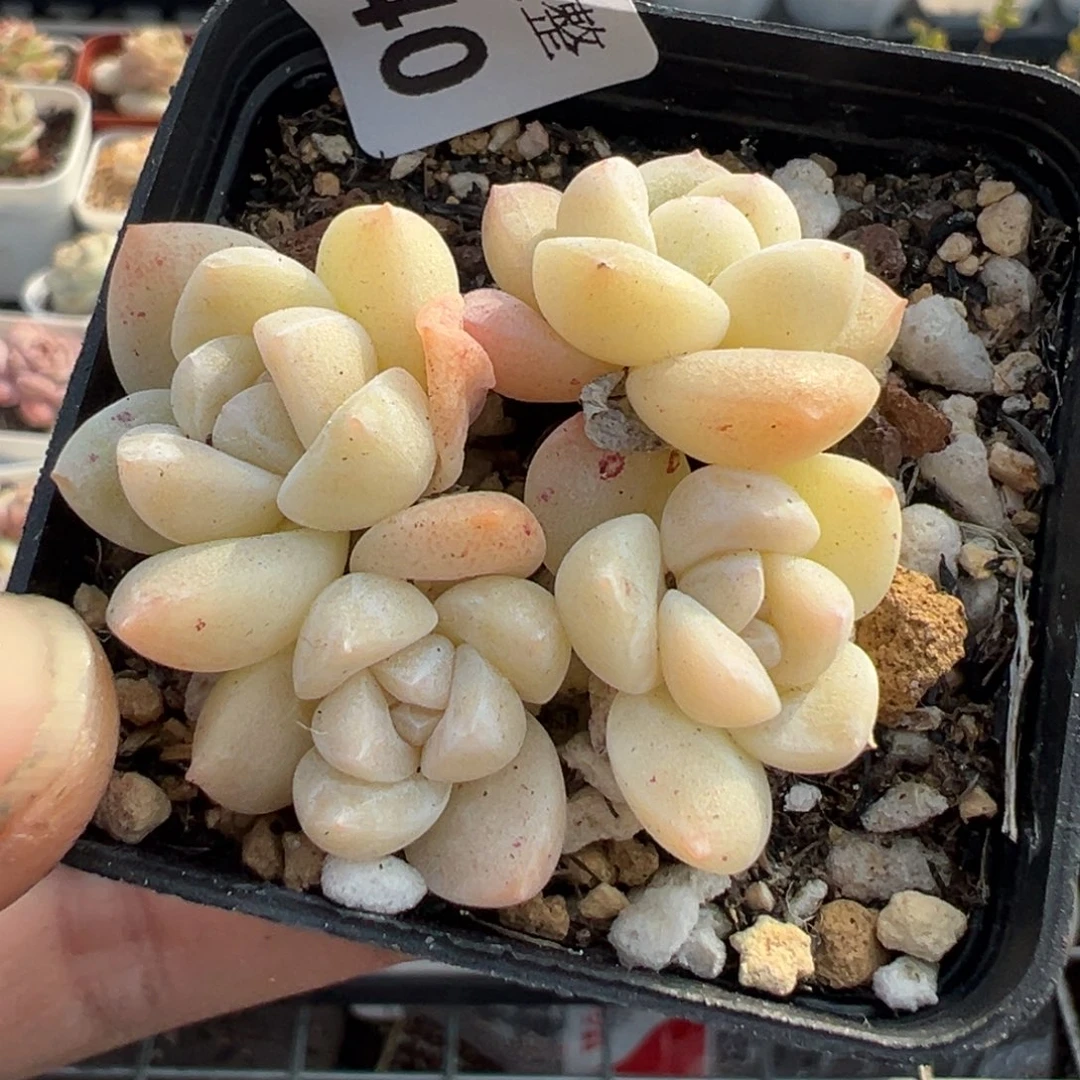 小卡拉米糖心一物一拍5-40